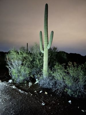 Gilbert Ray Campground by null
