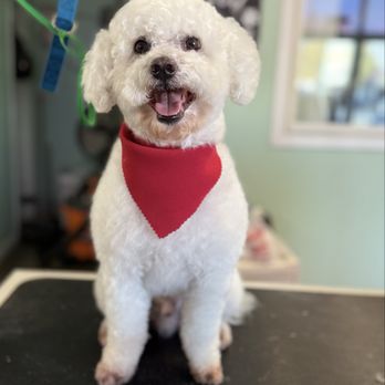 Isela's Pet Grooming - Pet Groomers Near Me - Whittier, California Isela's Pet Grooming - Pet Groomers Near Me - Whittier, California