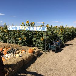 The Bartels Farm - Sunflower walk