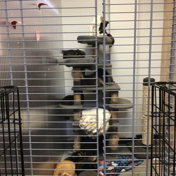 United For Animals Rescue - Kittys in jail - Animal Shelters Near Me - Margate, Florida