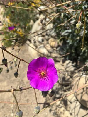 Ventura Botanical Gardens by null