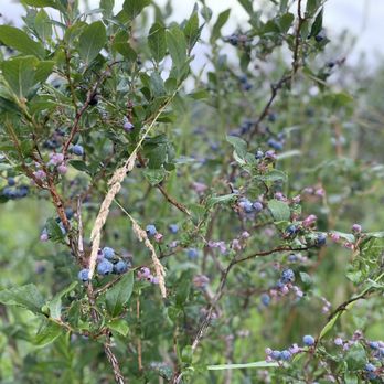 Bisacky Blueberry Farm - Pick Your Own Farms Near Me - Spring Lake, Michigan