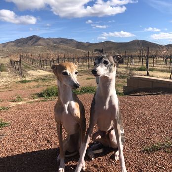 Coronado Vineyards - Even our little hounds enjoyed a quick run in their backyard area. It was really beautiful - Wine Tasting Room Near Me - Willcox, Arizona
