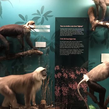Field Museum - Museums Near Me - Chicago, Illinois Field Museum - Museums Near Me - Chicago, Illinois