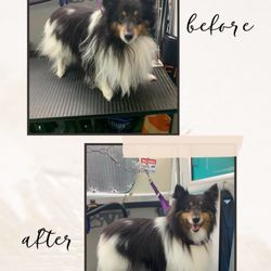 Chewookie Mobile Grooming Pet Salon