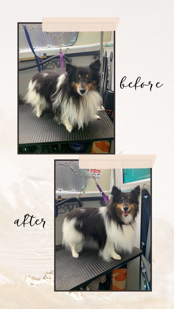 CHEWOOKIE MOBILE GROOMING PET SALON Updated August 2024 Stafford