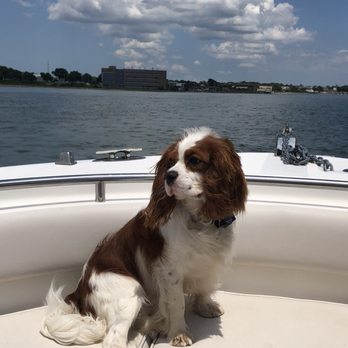 pamela lovett cavaliers