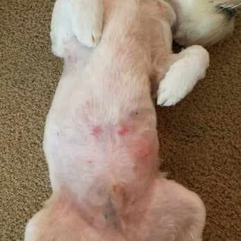 My Pet Garden - After grooming... - Pet Stores Near Me - Pasadena, California
