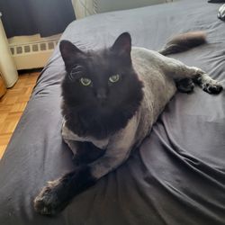 City Kitty Grooming - Salums first groomer !