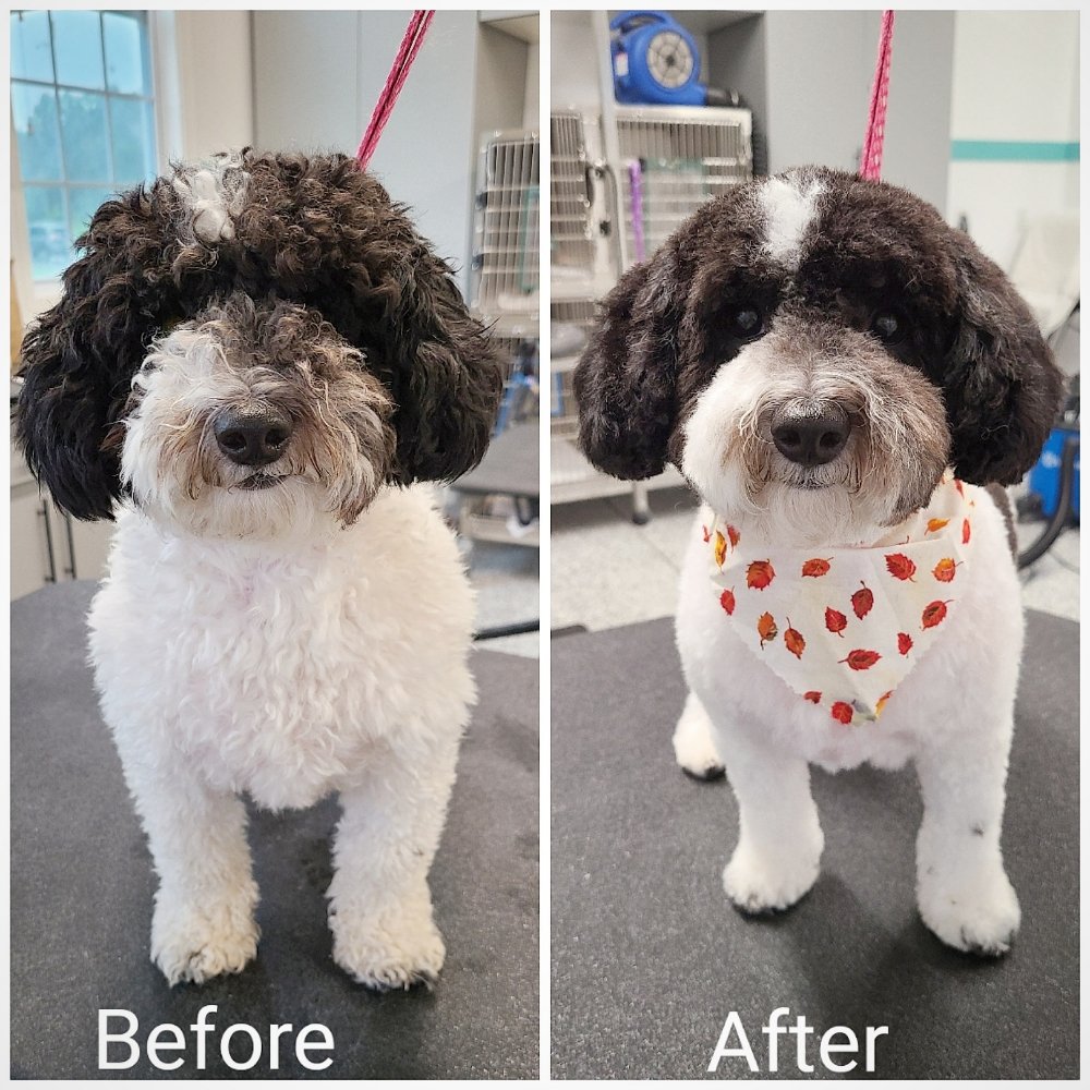 PAWS FUR GROOMING 61 Photos & 26 Reviews 132 W Holly Springs Rd, Holly Springs, North