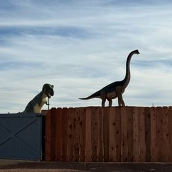 Dino Drive Thru - Lions and tigers and dinos, oh my! What else could be behind the fence?