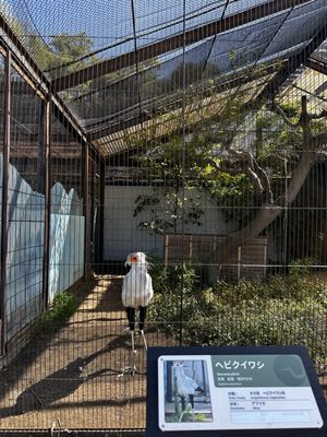 Ueno Zoo by null