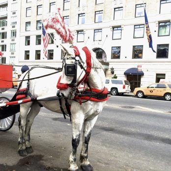 Central Park Carriage Tours - Posted 06/23/26 with review - Tours Near Me - New York, New York Central Park Carriage Tours - Posted 06/23/26 with review - Tours Near Me - New York, New York