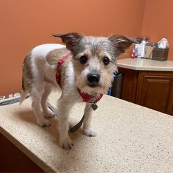 Grand Paws Animal Clinic - Fur baby getting a health check at the vet.