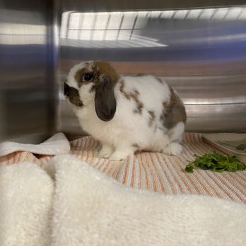 Veterinary Emergency Group - Coco during her early morning visit. She improved a lot after our first visit and we were able to come back 12 hours later to check back in - Emergency Pet Hospital Near Me - Encinitas, California