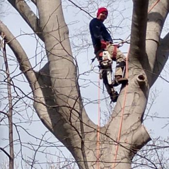Ace's Tree Service - Tree Services Near Me