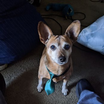 Grooming By Diane - Pet Groomers Near Me - Canoga Park, California