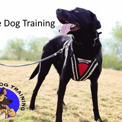 Robinson Dog Training - Service Dog Training