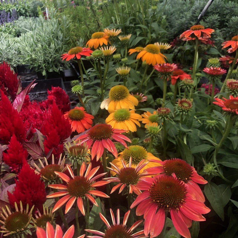 Lucky Plants - Nurseries & Gardening Near Me - Hermosa Beach, California Lucky Plants - Nurseries & Gardening Near Me - Hermosa Beach, California