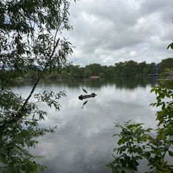 Fort Collins City Park - Herron and turtles on log, water park to the right