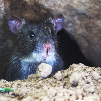 Georgetown Pest Control - Pest Control Near Me - Georgetown, Texas Georgetown Pest Control - Pest Control Near Me - Georgetown, Texas