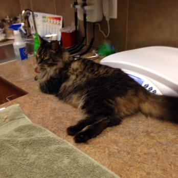 Summit Animal Hospital - My cat just chilling at Summit Animal Hospital. - Veterinarians Near Me - Eldersburg, Maryland