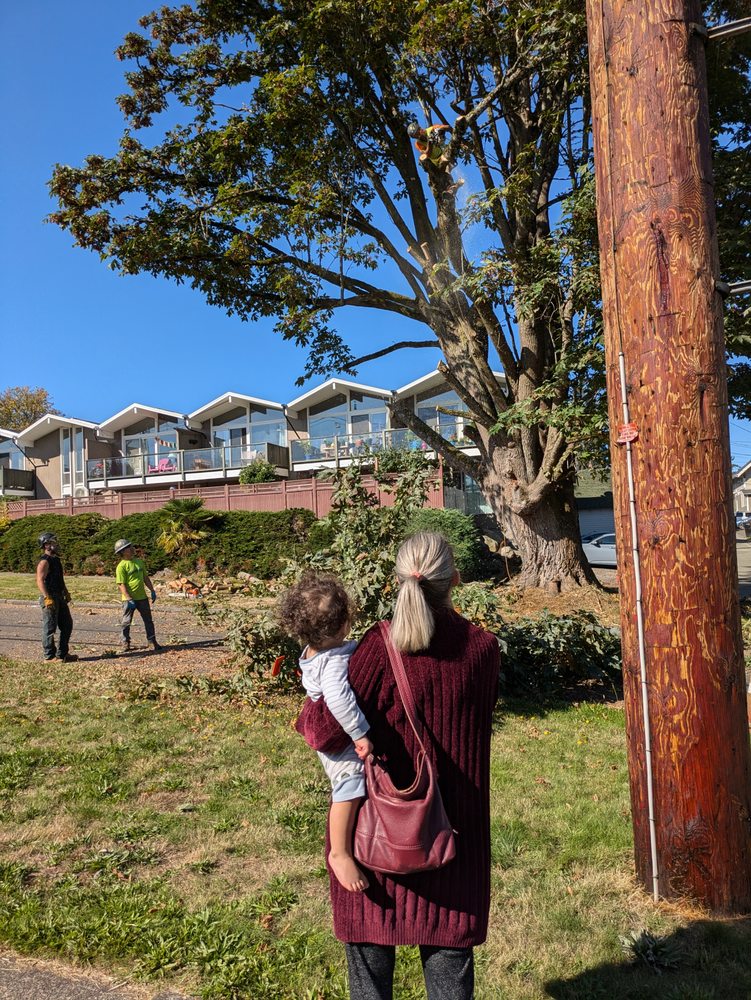 All Around Tree Care - tree service in Seattle, WA