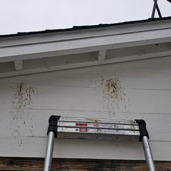 Heights Pest Control & Termite - Carpenter bee removal!