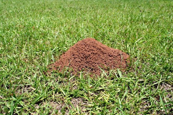 Ants taking over - Ants love your yard & home and can take it over. We specialize in ant control for longterm maintenance for your property. Call us today to schedule a complementary consultation. Ants taking over - Ants love your yard & home and can take it over. We specialize in ant control for longterm maintenance for your property. Call us today to schedule a complementary consultation.