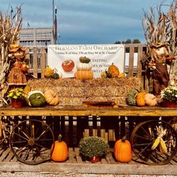 Herman's Farm - Pumpkin-picking Time!