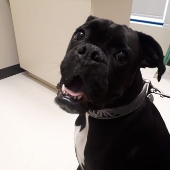 Greenbank Veterinary Services - Veterinarians Near Me - Edmonton, Alberta