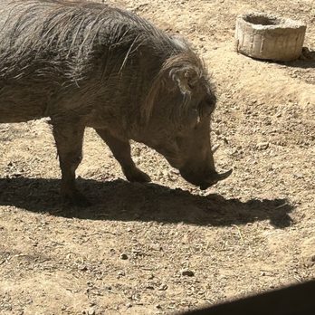 Dallas Zoo - Warthog - Zoos Near Me - Dallas, Texas