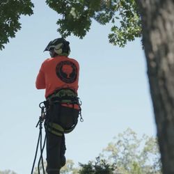 Tomorrow's Trees - Climbers on staff to tackle any hard to access trees