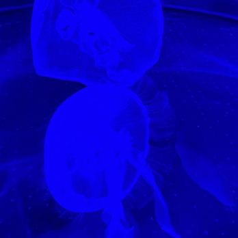 Loggerhead Marinelife Center - Jellyfish - Community Service/Non-Profit Near Me - Juno Beach, Florida