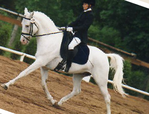Canter lane dressage - equestrian in Olympia, WA