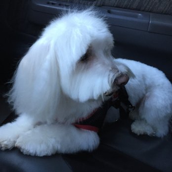 Classy Canine's Wiggle Rumps - Foots - Pet Groomers Near Me - Castrovalley, California