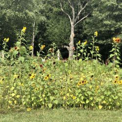 Berry Hill Farm