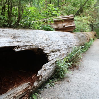 Hoh Rainforest - huge and amazing! - Hiking Near Me - Forks, Washington