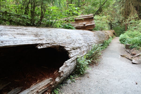 Hoh River Trailhead by null