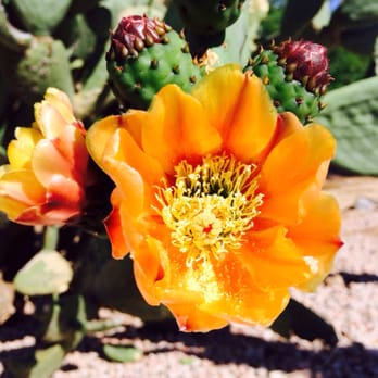 Camelback Mountain - Cactus flower on the way from Camelback Mountain. - Parks Near Me - Phoenix, Arizona