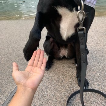 MixyPaws - Dog Walkers Near Me - New York, New York MixyPaws - Dog Walkers Near Me - New York, New York