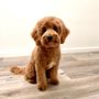 Photo of Family Bred Puppies