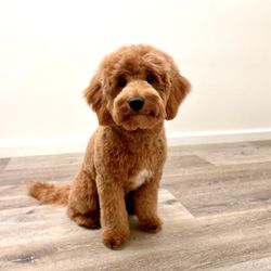 Family Bred Puppies - Our perfect micro Goldendoodle (pictured at 6.5mos here) from Family Bred Puppies