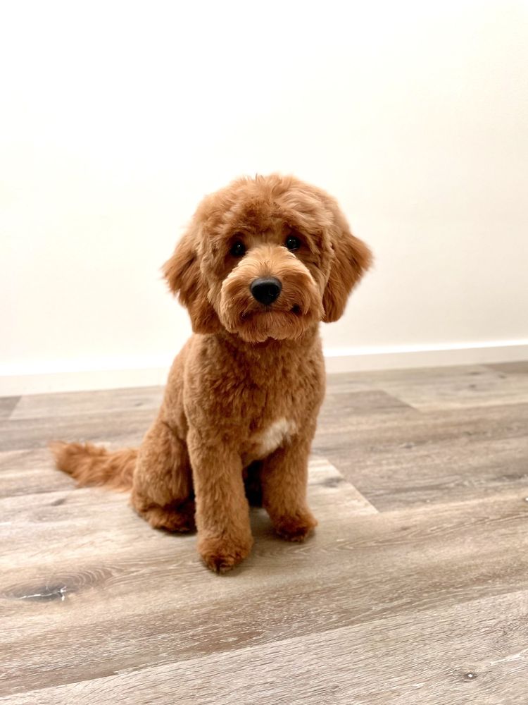 Family Bred Puppies Image