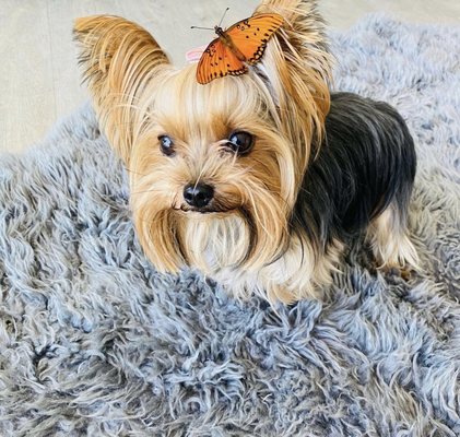 The Dog House by null