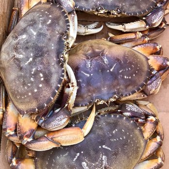 Fresh Crabs from Half Moon Bay - The best fresh and alive crabs are from Half Moon Bay. - Seafood Markets Near Me - Half Moon Bay, California Fresh Crabs from Half Moon Bay - The best fresh and alive crabs are from Half Moon Bay. - Seafood Markets Near Me - Half Moon Bay, California