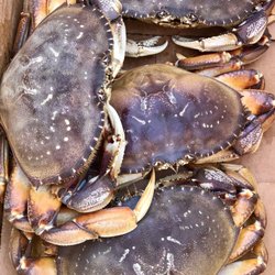 Fresh Crabs from Half Moon Bay - The best fresh and alive crabs are from Half Moon Bay.