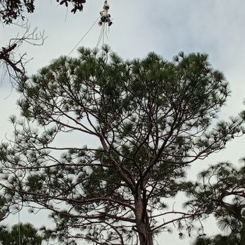 Brewer's Tree Service - Crane job removal of large pine tree - Tree Services Near Me