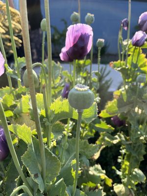 The Orcas Island Historical Museum by null