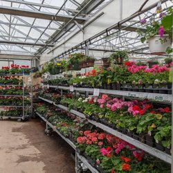 Benedict's Home & Garden - Geraniums